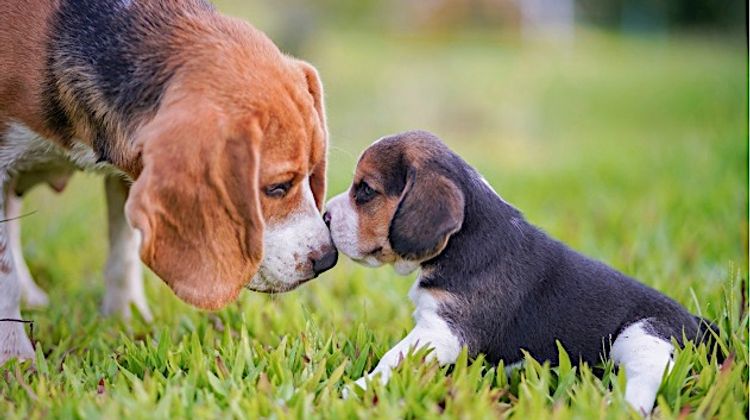 2.000 CHIENS - Le grand rendez-vous canin s’installe à Tarbes